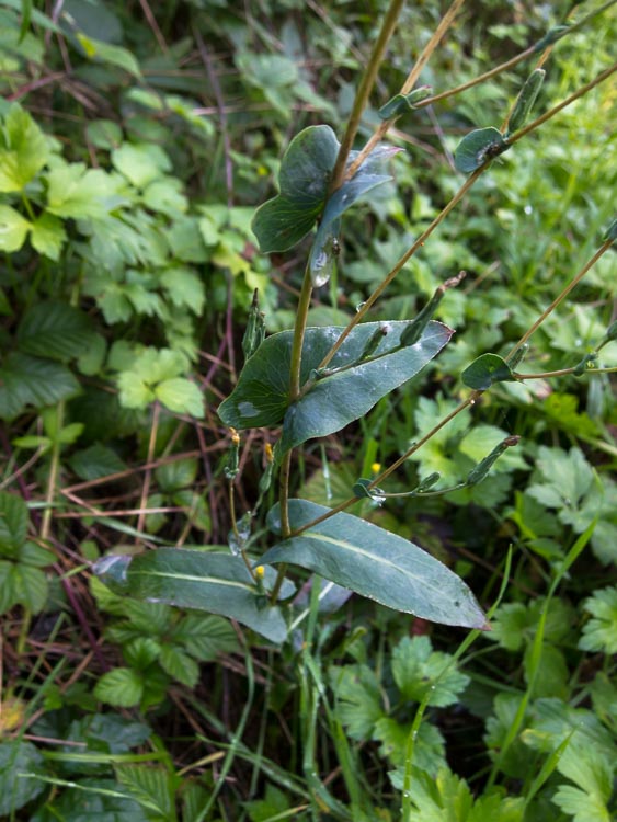 Lactuca serriola